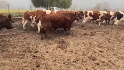Lote 30 Novillo Gordo en Paine, Región Metropolitana