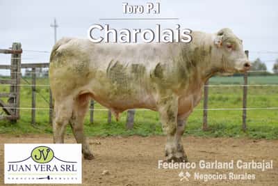 Lote TOROS POLLED CHAROLAIS PI 2 AÑOS