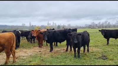 Lote 28 Ternero en Freire, IX Región Araucanía