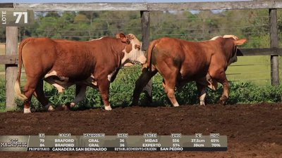 Lote LOTE 71