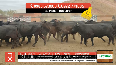 Lote (Vendido)38 Vaquillas Preñadas  348kg - , Boquerón