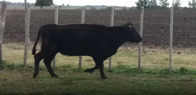 Lote 6 Vacas de Invernada en Colonia