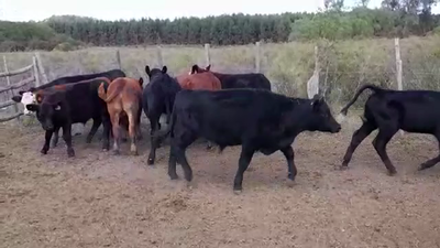 Lote (Vendido)10 Terneros ANGUS/ HEREFORD 220kg -  en JUAN GONZALEZ