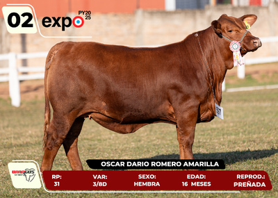 Lote LOTE 2