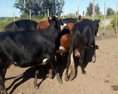 Lote 6 Vacas de Invernada 480kg - , San José