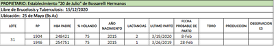 Lote lote 31