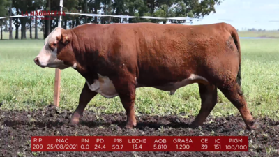 Lote Brete 2 - Polled Hereford