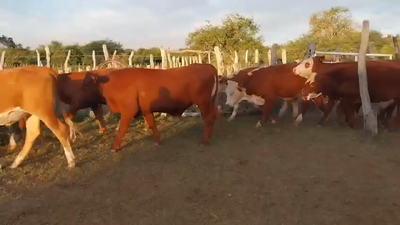 Lote 50 Novillos