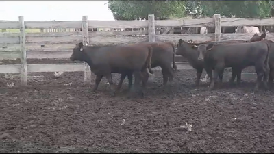 Lote (Vendido)12 Terneras ANGUS 205kg -  en EL CHILENO