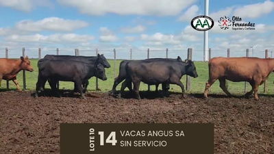 Lote 14 Vientres SA, Artigas