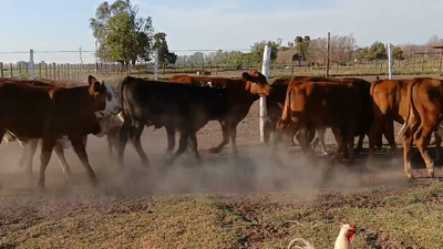 Lote 15 Terneros