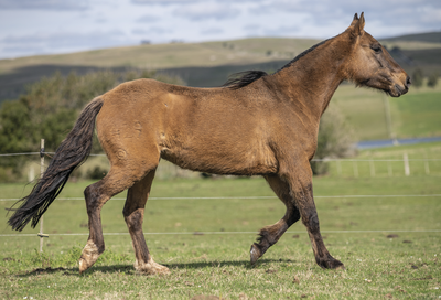 Lote DOÑA NENA