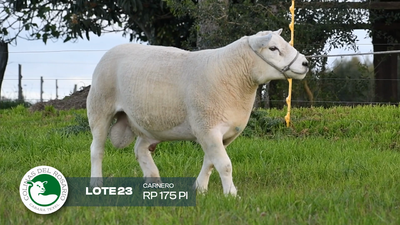 Lote Lote 24