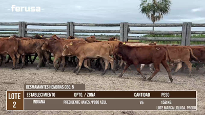 Lote LOTE 2