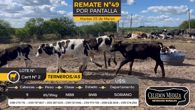 Lote 9 Terneros y Terneras en Agraciada, Soriano