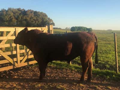 Lote LOTE 14