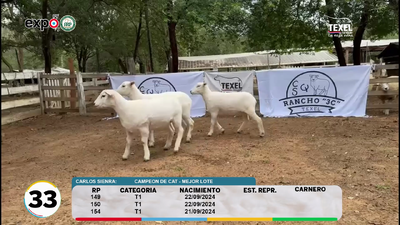 Lote LOTE 33