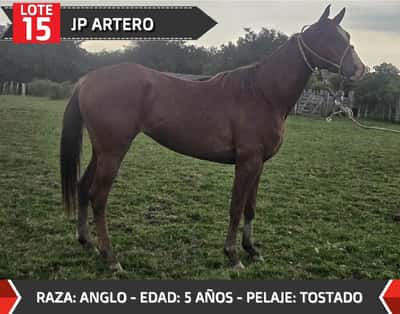 Lote JP ARTERO