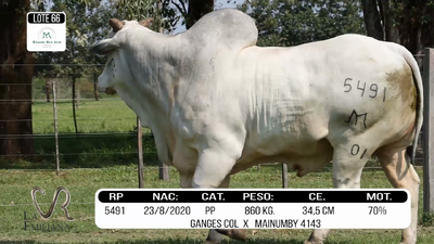 Lote LOTE 66