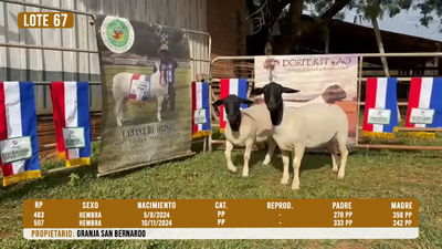 Lote LOTE 67