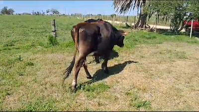 Lote (Vendido)2 Vaquillonas  Yersey 400kg -  en Rodriguez