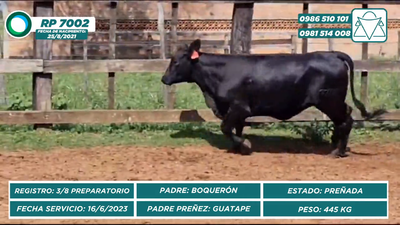 Lote VAQUILLAS