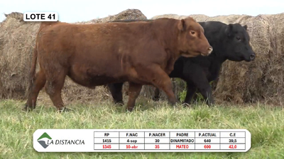 Lote TOROS PP y PC