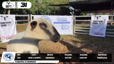 Lote LOTE 31- CAMPO