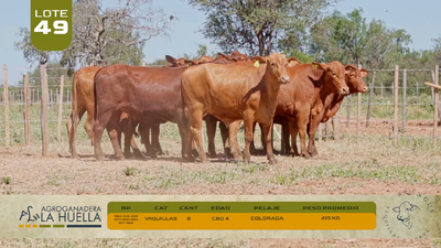 Lote LOTE 49