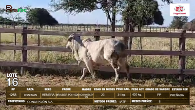 Lote Hembras BRAHMAN en Pioneros del Chaco S.A.