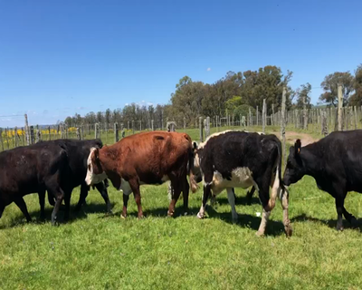 Lote 7 Vacas preñadas y paridas en Tupambaé, Cerro Largo