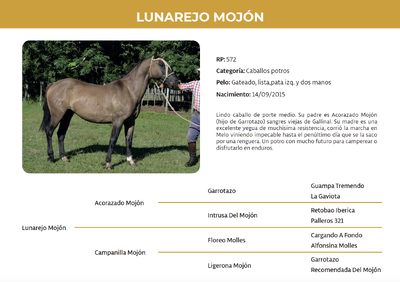 Lote Lunarejo Mojón (RP 572)