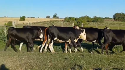 Lote VAQUILLONAS GORDAS