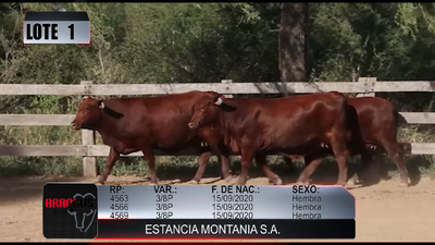Lote LOTE 1 DE REMATE DE PRUEBA