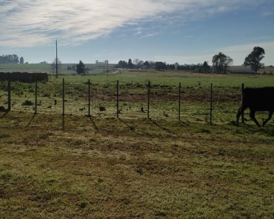 Lote (Vendido)4 Novillos 1 a 2 años 3AA Y 1AAXHO 364kg - , Colonia