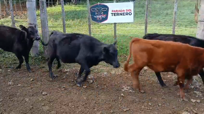 Lote Lote 1-A