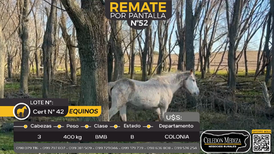 Lote 3 Yeguas y caballos en Estanzuela, Colonia