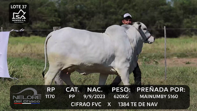 Lote LOTE 37
