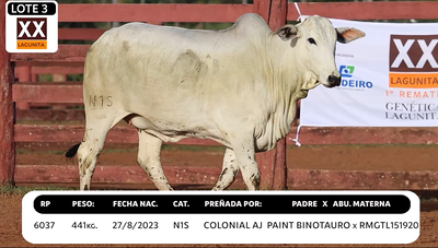 Lote LOTE 3