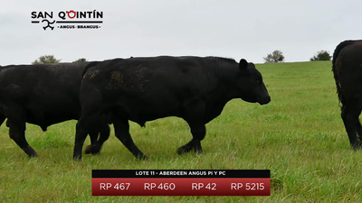 Lote Aberdeen Angus PI y PC