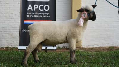 Lote Hampshire Down Expo Internacional 2022 - Lote 5