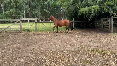 Lote (Vendido)Potranca Criolla, Soriano