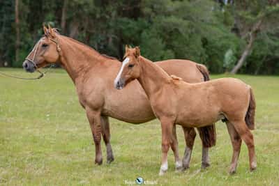 Lote JAGUEL ROSA