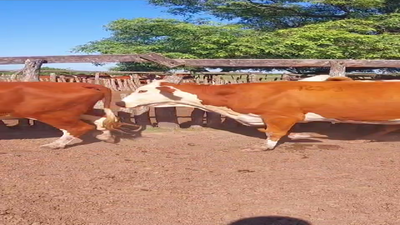 Lote 44 Vacas usadas preñadas en Corrientes, Mercedes