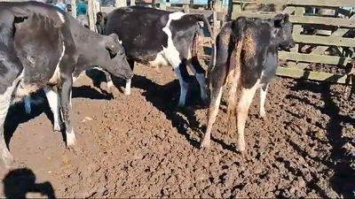 Lote 3 Vaquillonas  Holando 370kg -  en Ruta 3 km 120