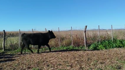 Lote 56 Terneros/as en Buenos Aires, 9 de Julio