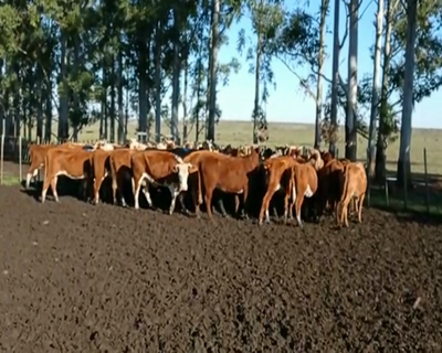 Lote 60 Vacas de Invernada 17 HER,  11 HER X AA,  11 HER X AACOL,  5 HER X BRAF,  3 HER X L... 345kg - , Tacuarembó