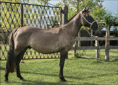 Lote TOBOGAN 93