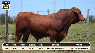 Lote LOTE 71