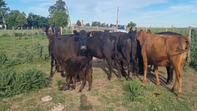 Lote 7 Vacas USADA con cría en Gral. Paz, Buenos Aires